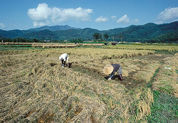 Japan Rice 1sm.jpg